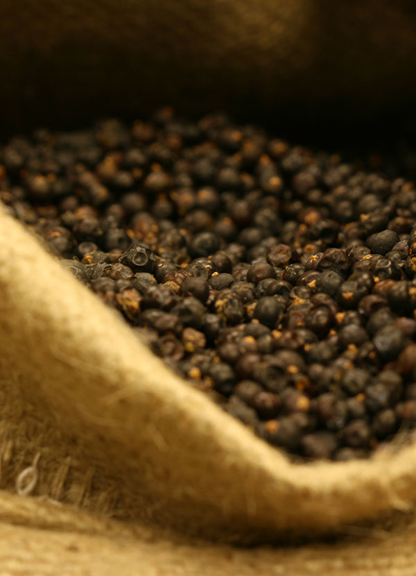 Juniper
